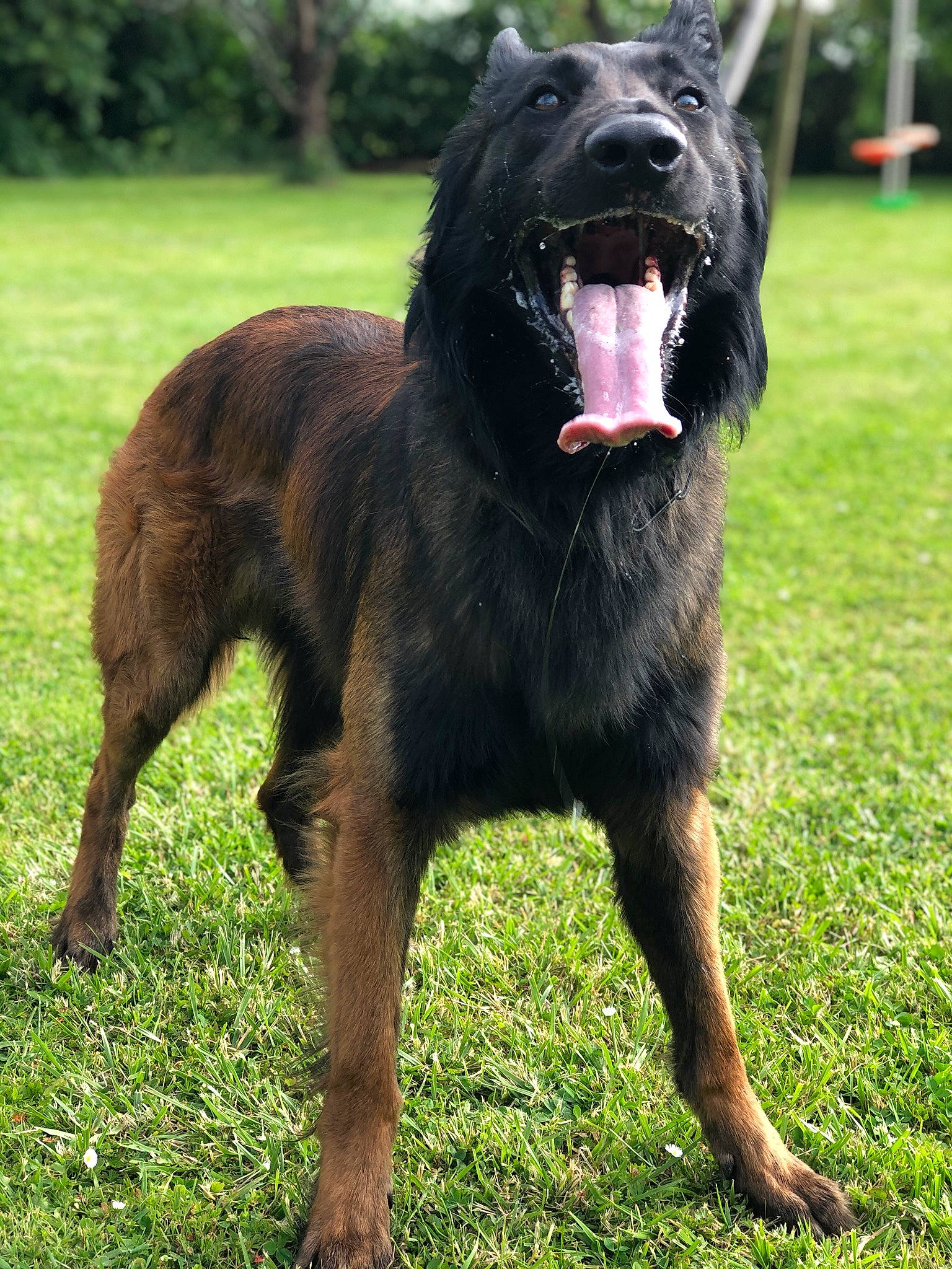 Onyx a rejoint le concours — aidez-le/la à gagner de superbes lots ! ancient_dog_breeds, canidae, carnivore, companion_dog, dog, dog_breed, giant_dog_breed, hovawart, mammal, rare_breed_dog, sporting_group, vertebrate