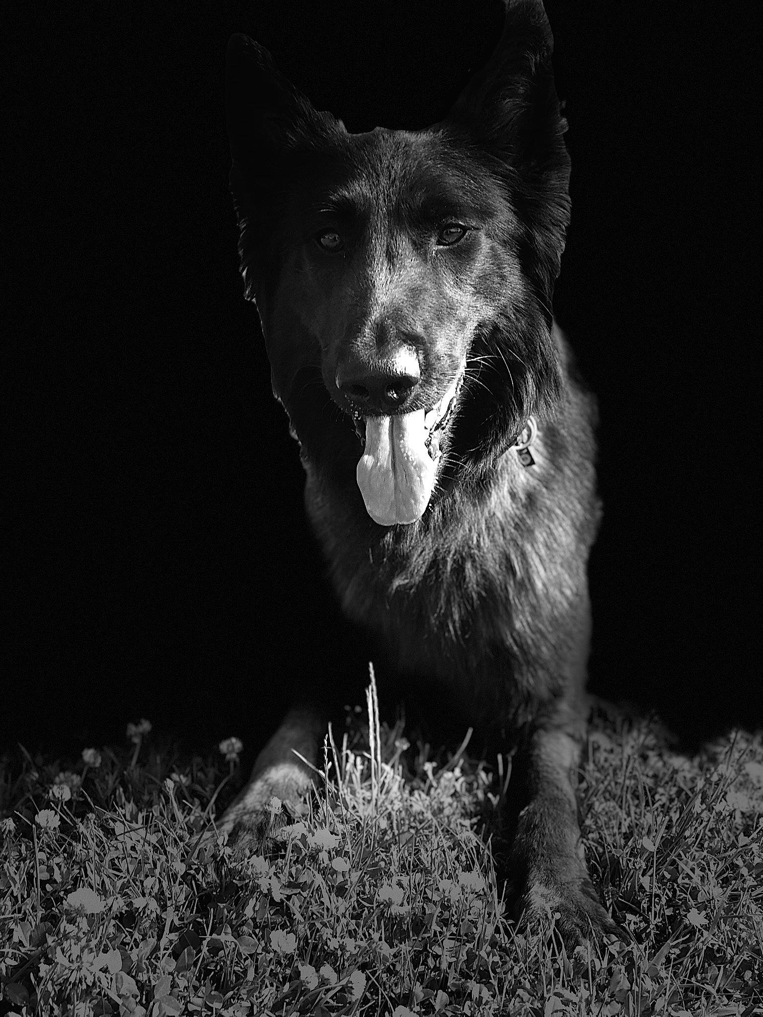 Onyx participe au concours pour gagner de l'argent avec cette photo : black, black_and_white, canidae, carnivore, dog, dog_breed, ear, eye, german_shepherd_dog, mammal, monochrome, monochrome_photography, photography, police_dog, snout, stock_photography, style, vertebrate