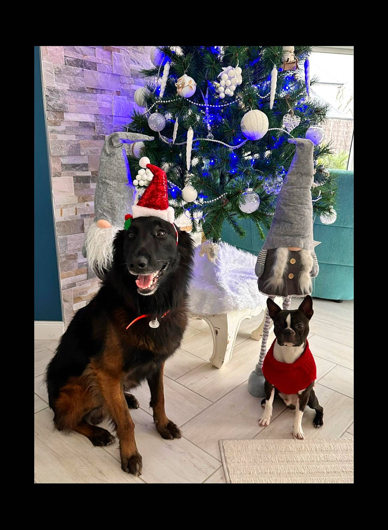 Onyx a rejoint le concours — aidez-le/la à gagner de superbes lots ! canidae, carnivore, christmas_decoration, christmas_ornament, collar, companion_dog, dog, dog_breed, dog_collar, dog_supply, event, fashion_accessory, fur, giant_dog_breed, guard_dog, holiday_ornament, leash, ornament, retriever, working_animal