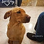 dog, brown_dog, sitting, tile_floor, indoor, person_leg, jeans, slipper, stone_wall, furniture, cabinet, television, decor, pet, animal, floor_tile, paw, side_view, looking_away, domestic