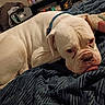 animal, bed, blanket, bulldog, canine, close_up, collar, cute, dog, domestic_animal, expression, fur, indoor, lying_down, pet, resting, snout, stuffed_toy, toy, white_dog
