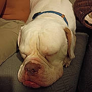 Joany is registered to the contest to win money with this photo: dog, sleeping, white_dog, collar, couch, indoor, pet, resting, close_up, snout, nose, paw, relaxed, animal, companion, furry, domestic_animal, face, closed_eyes, human_leg