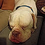 animal, close_up, closed_eyes, collar, companion, couch, dog, domestic_animal, face, furry, human_leg, indoor, nose, paw, pet, relaxed, resting, sleeping, snout, white_dog