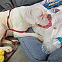 Joany is registered to the contest to win money with this photo: dog, white_dog, leash, car_interior, pet_bed, water_bottle, crumbs, seatbelt, canine, resting, inside_car, paw, snout, pet_accessory, fabric, toy, travel, companion, relaxing, vehicle