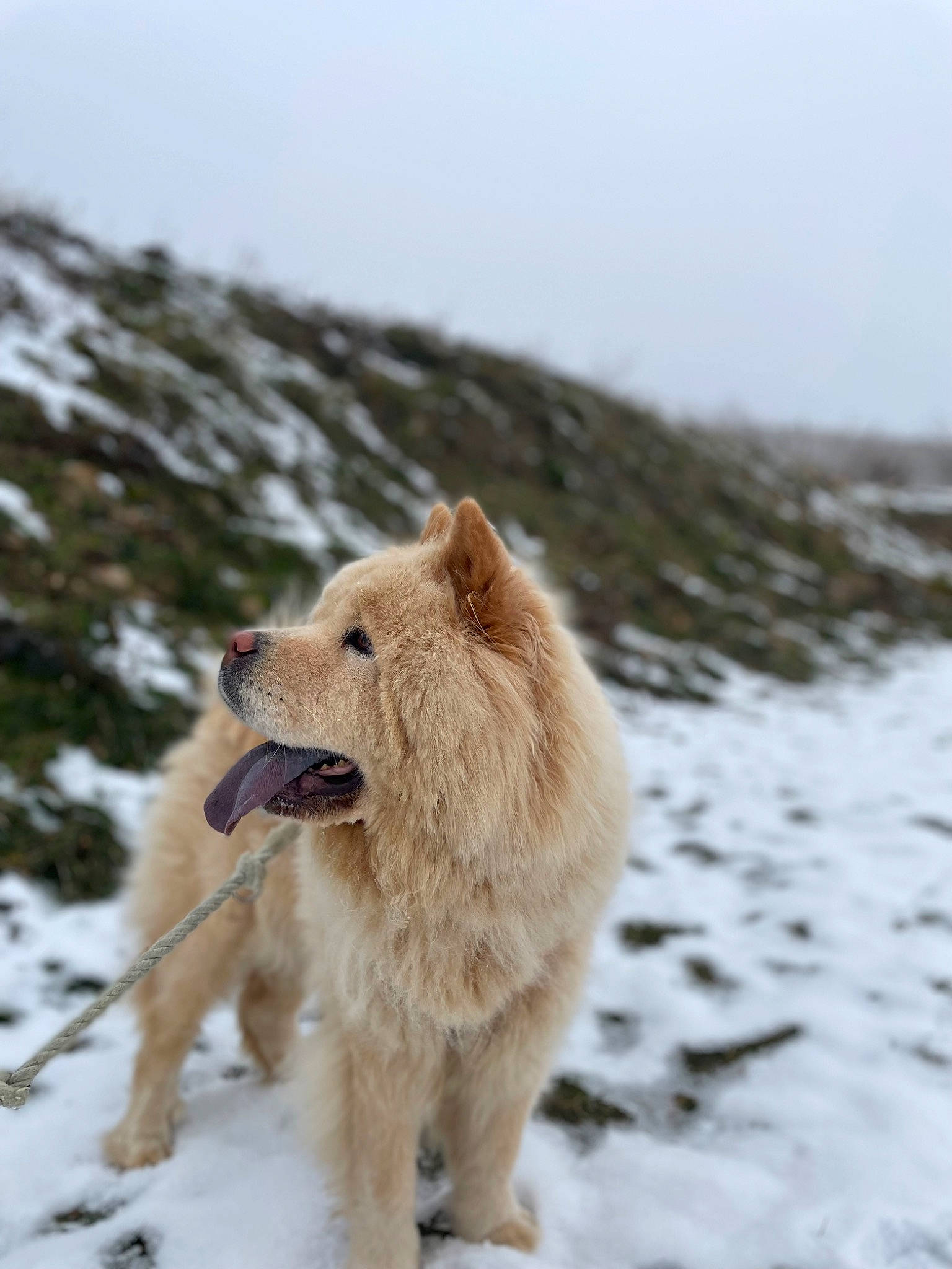 Rosy participe au concours pour gagner de l'argent avec cette photo : bear, carnivore, companion_dog, dog, dog_breed, fast_food, fawn, freezing, fur, polar_ice_cap, retriever, snout, snow, sporting_group, tail, terrestrial_animal, wildlife, winter, working_animal, working_dog