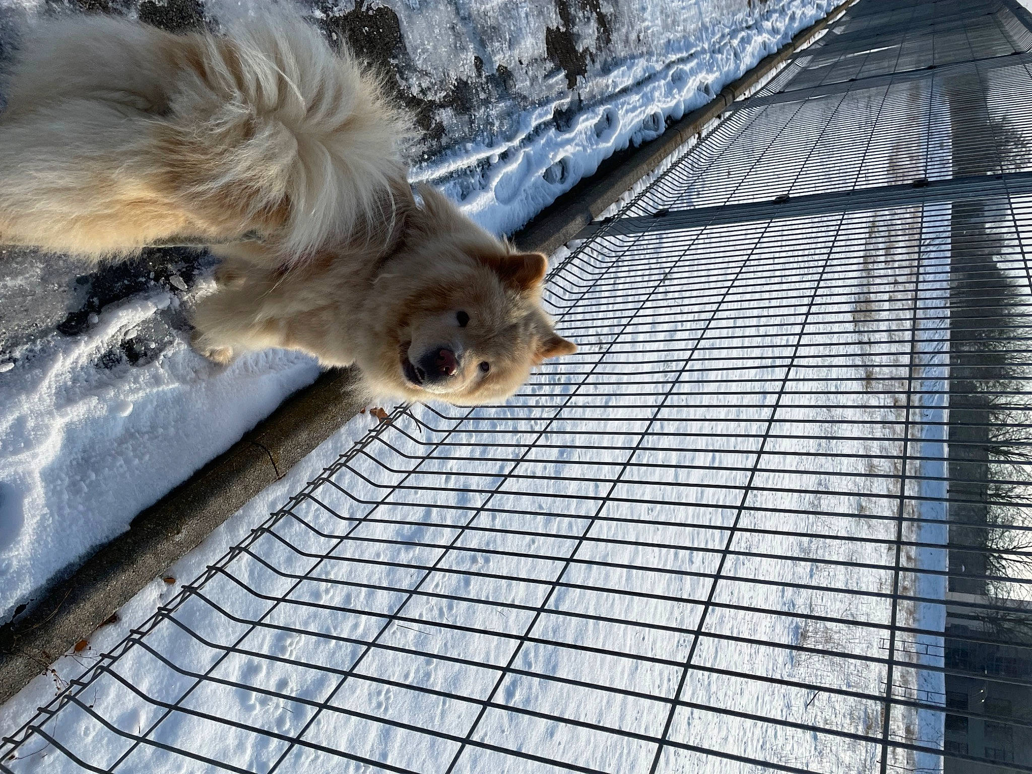 Rosy a rejoint le concours — aidez-le/la à gagner de superbes lots ! canidae, carnivore, companion_dog, dog, dog_breed, fawn, felidae, flooring, fur, mesh, pet_supply, road_surface, roof, sidewalk, snout, snow, tail, whiskers, winter, wood