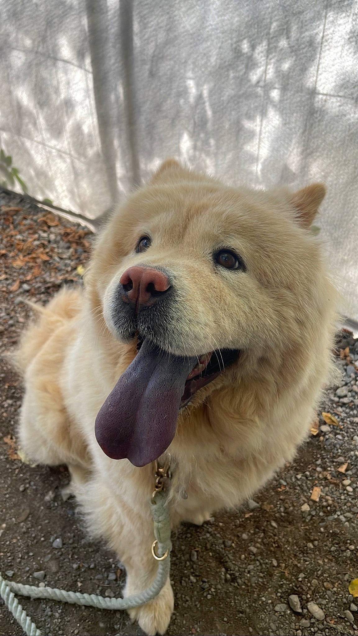 Rosy a rejoint le concours — aidez-le/la à gagner de superbes lots ! bear, canidae, carnivore, collar, companion_dog, dog, dog_breed, dog_supply, fang, fawn, fur, mammal, paw, sporting_group, stuffed_toy, terrestrial_animal, vertebrate, whiskers, winter, working_animal