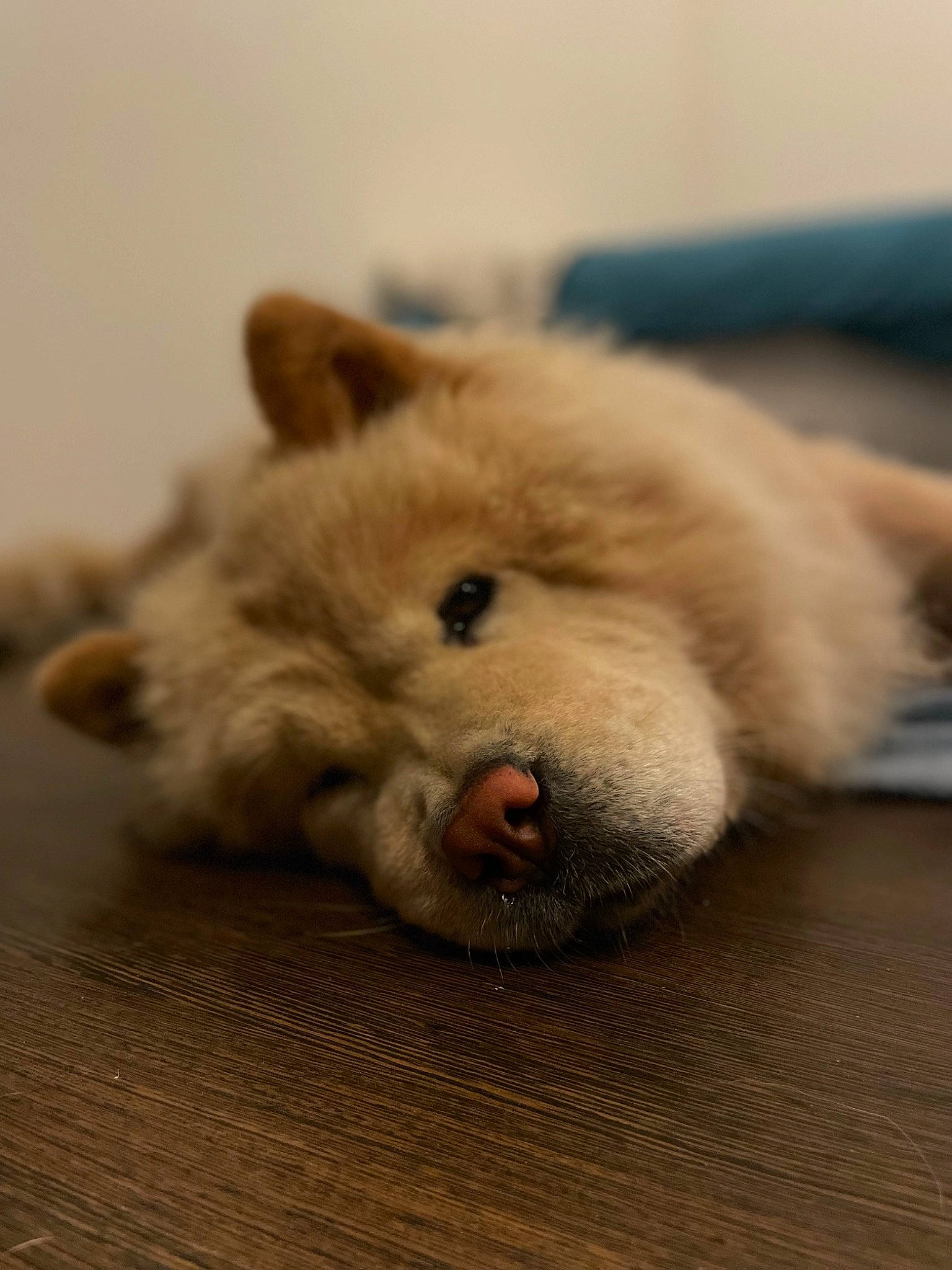 Rosy participe au concours pour gagner de l'argent avec cette photo : american_eskimo_dog, ancient_dog_breeds, carnivore, companion_dog, dog, dog_breed, flooring, fur, german_spitz, german_spitz_klein, german_spitz_mittel, non_sporting_group, paw, samoyed, snout, spitz, terrestrial_animal, volpino_italiano, whiskers, working_animal