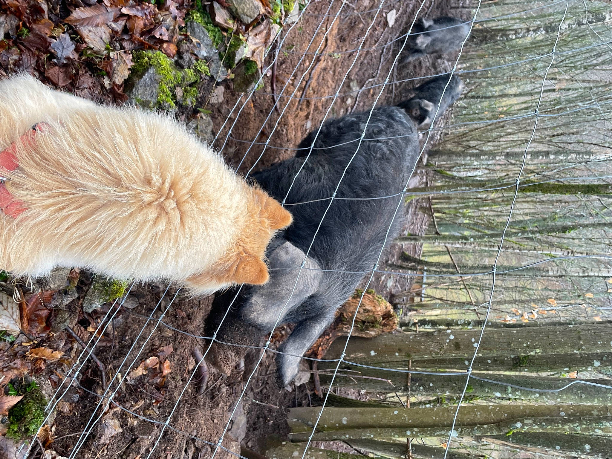 Rosy participe au concours pour gagner de l'argent avec cette photo : beak, bird, canidae, crane, crane_like_bird, fawn, feather, flightless_bird, fur, grass, natural_material, plant, tail, terrestrial_animal, tree, trunk, twig, water_bird, wing, wood