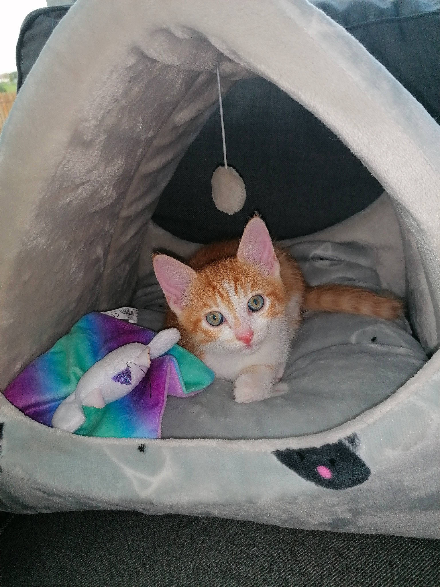Garfield participe au concours pour gagner de l'argent avec cette photo : automotive_exterior, bag, basket, box, carnivore, cat, cat_supply, comfort, domestic_short_haired_cat, fashion_accessory, fawn, felidae, fur, linens, pet_supply, small_to_medium_sized_cats, snout, tail, tree, whiskers