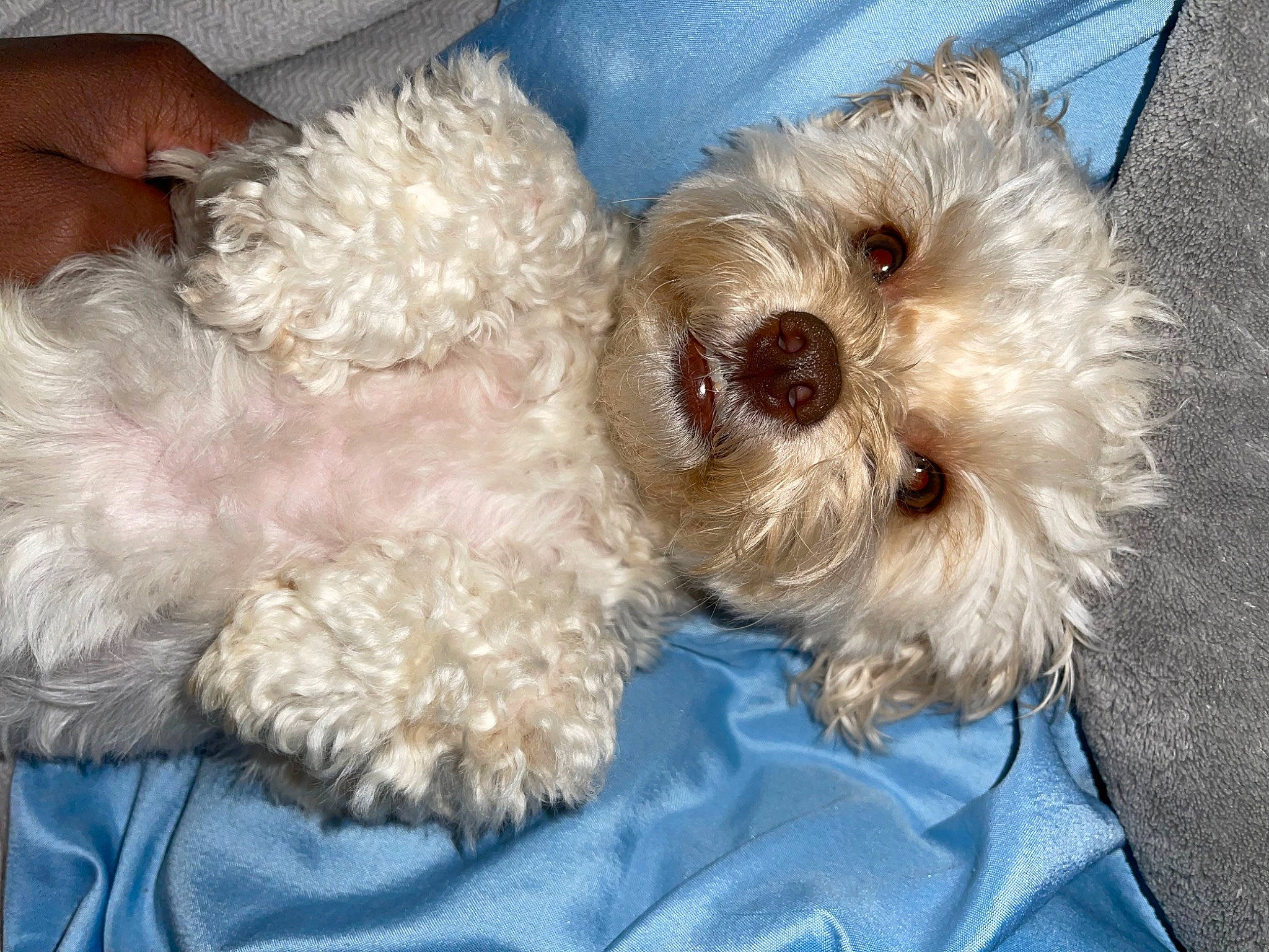 Breezy joined the competition — help win amazing prizes! carnivore, companion_dog, dog, dog_breed, dog_clothes, dog_supply, fawn, fur, labradoodle, poodle, shih_poo, small_terrier, snout, stuffed_toy, sunglasses, terrier, toy, toy_dog, water_dog, working_animal