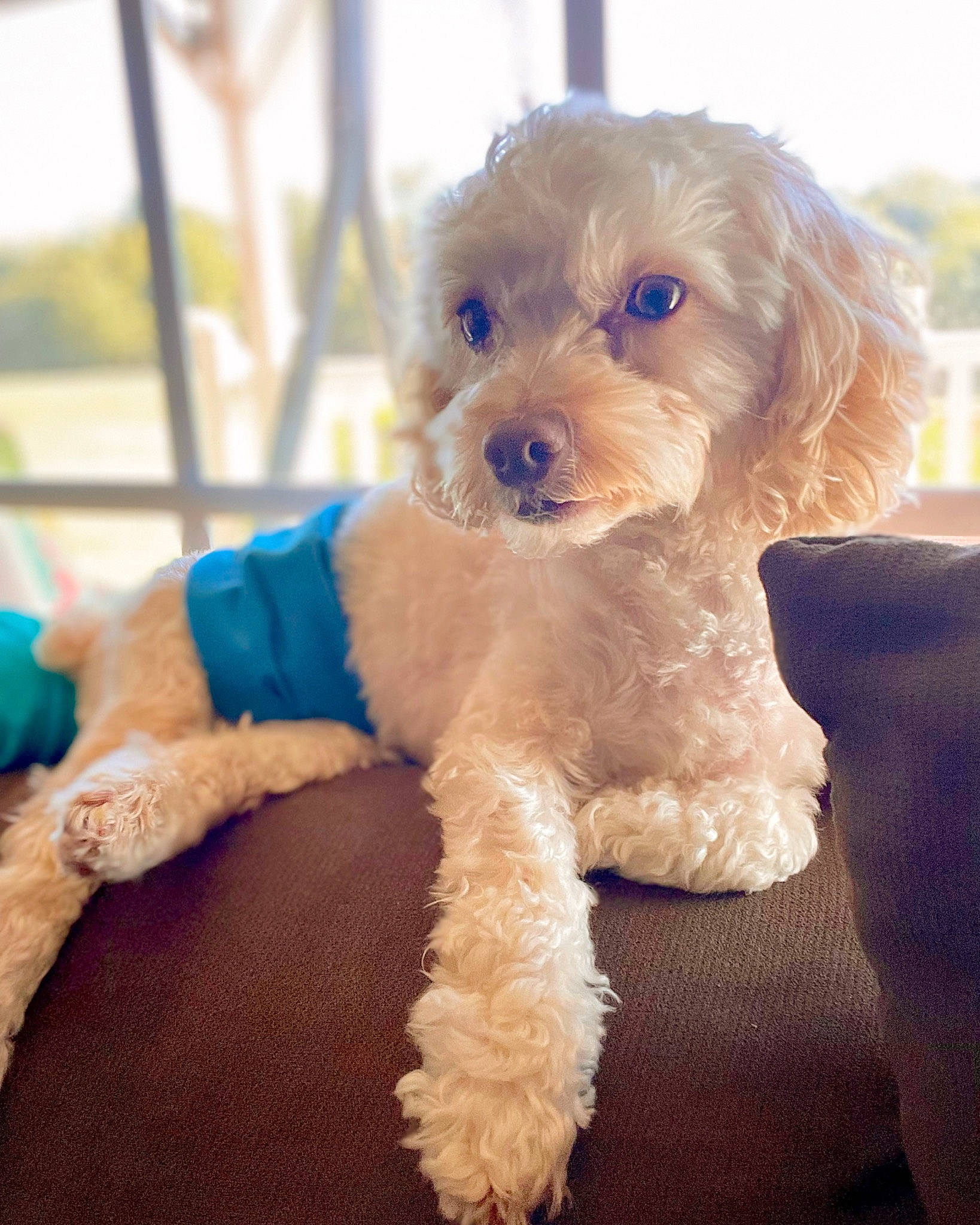 Breezy joined the competition — help win amazing prizes! canidae, carnivore, collar, companion_dog, dog, dog_breed, dog_collar, dog_supply, fawn, fur, labradoodle, poodle, puppy_love, small_terrier, snout, sporting_group, stuffed_toy, terrier, toy_dog, working_animal