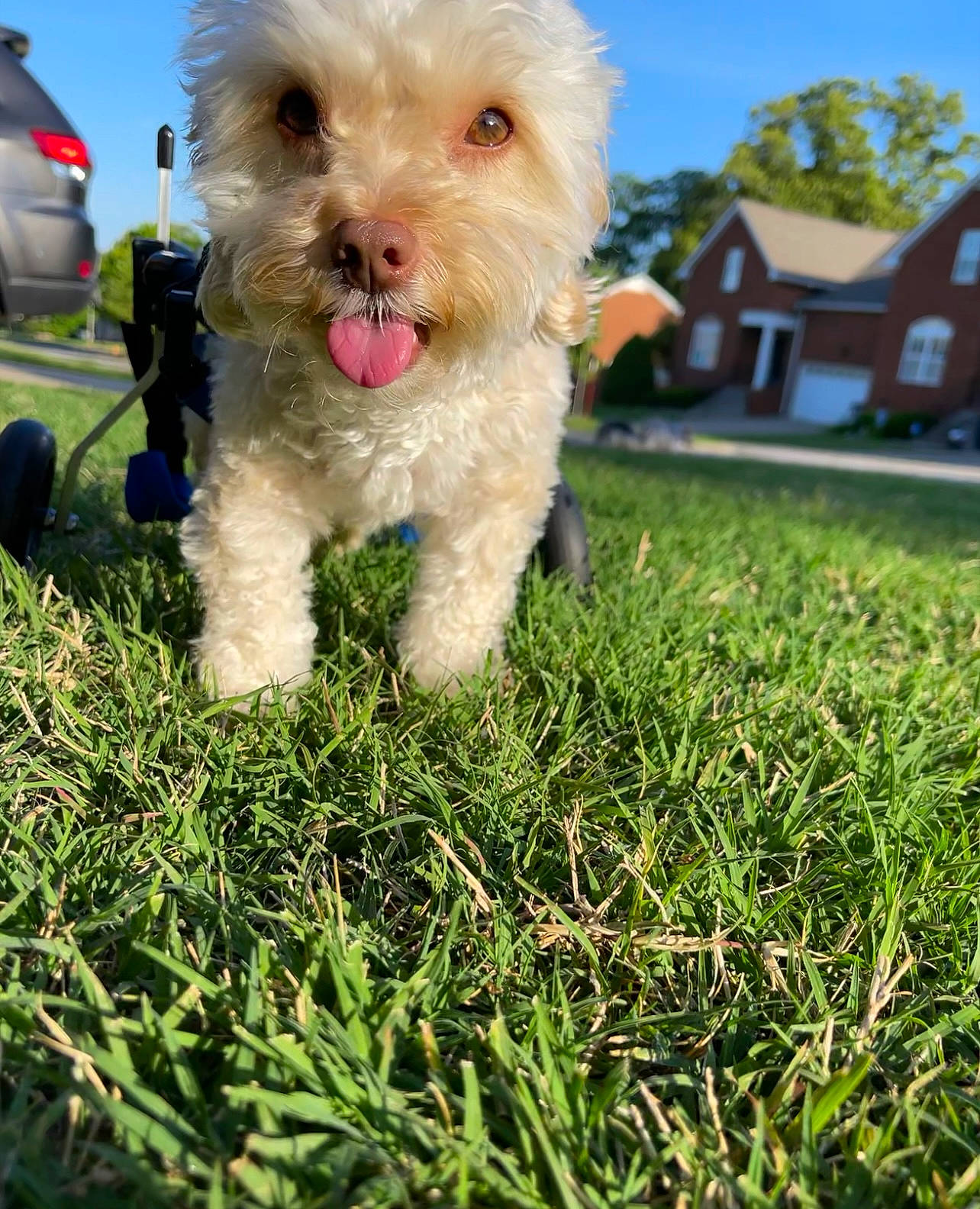 Breezy is registered to the contest to win money with this photo: carnivore, collar, companion_dog, dog, dog_breed, dog_collar, dog_supply, grass, lawn, leash, plant, sky, small_terrier, snout, sporting_group, terrier, tire, toy_dog, wheel, working_animal