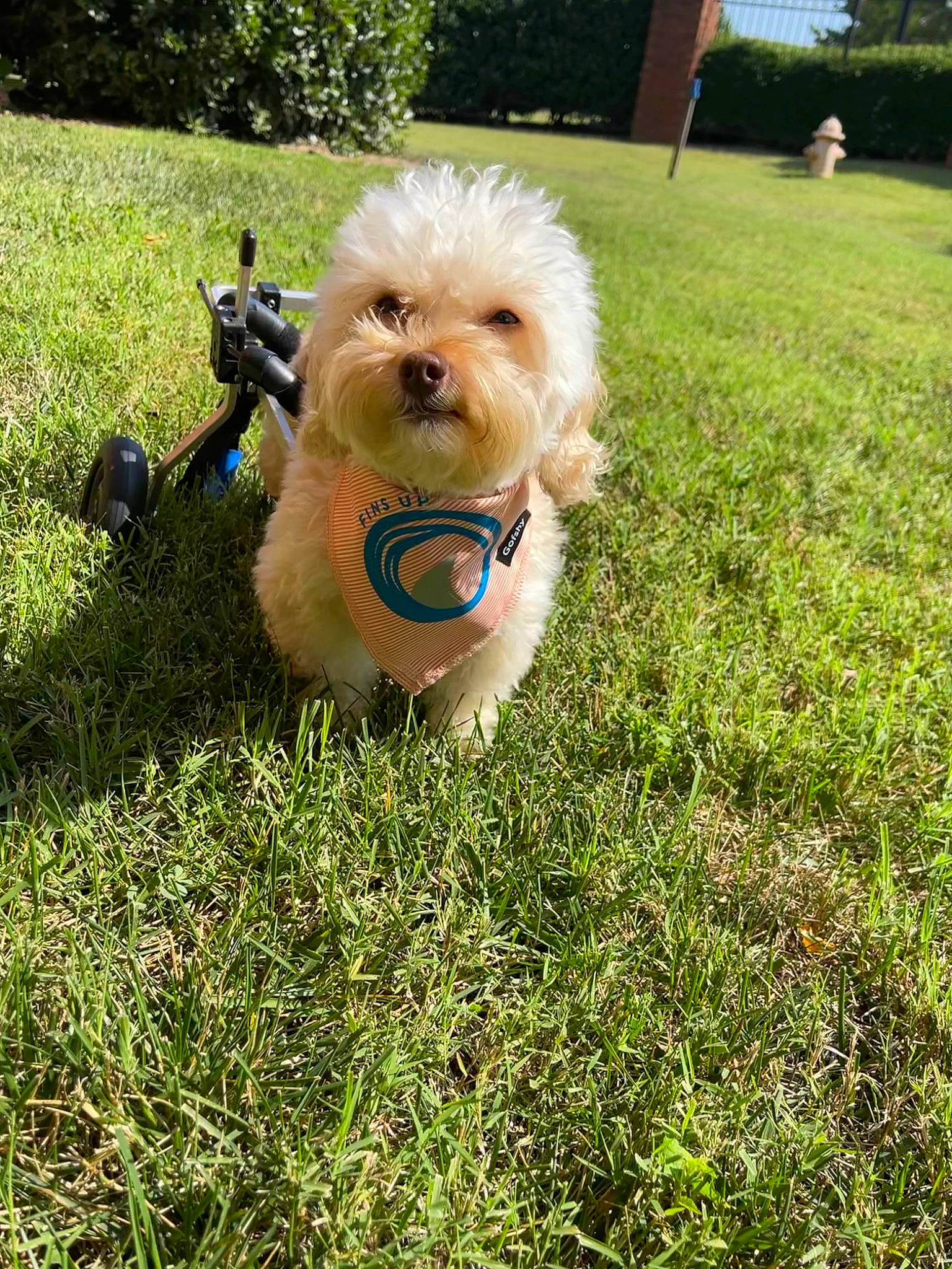 Breezy is registered to the contest to win money with this photo: carnivore, companion_dog, dog, dog_breed, dog_clothes, dog_supply, fashion_accessory, fawn, grass, leash, plant, pomeranian, small_terrier, snout, sporting_group, tennis_ball, terrier, toy, toy_dog, tree