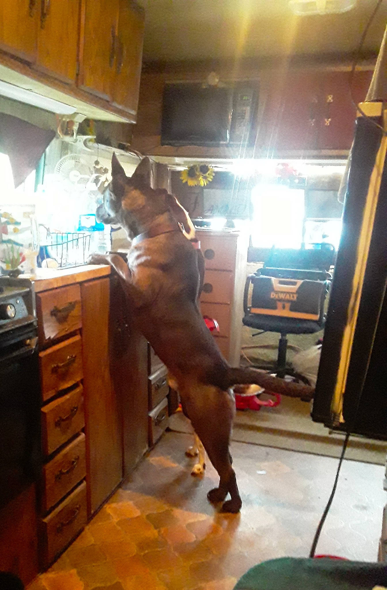 Bruce is registered to the contest to win money with this photo: brown, cabinetry, canidae, carnivore, companion_dog, dog, dog_breed, door, drawer, fawn, floor, flooring, guard_dog, hardwood, home_door, liver, room, sporting_group, tail, wood