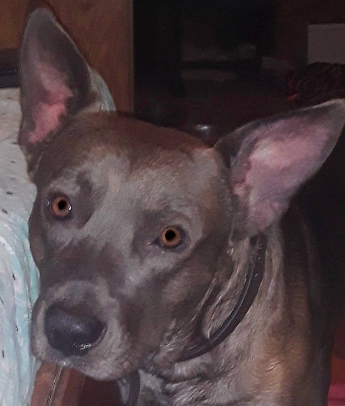 Bruce joined the competition — help win amazing prizes! ancient_dog_breeds, canidae, carnivore, collar, companion_dog, dog, dog_breed, ear, eye, fawn, mexican_hairless_dog, non_sporting_group, snout, sporting_group, terrestrial_animal, whiskers, working_animal