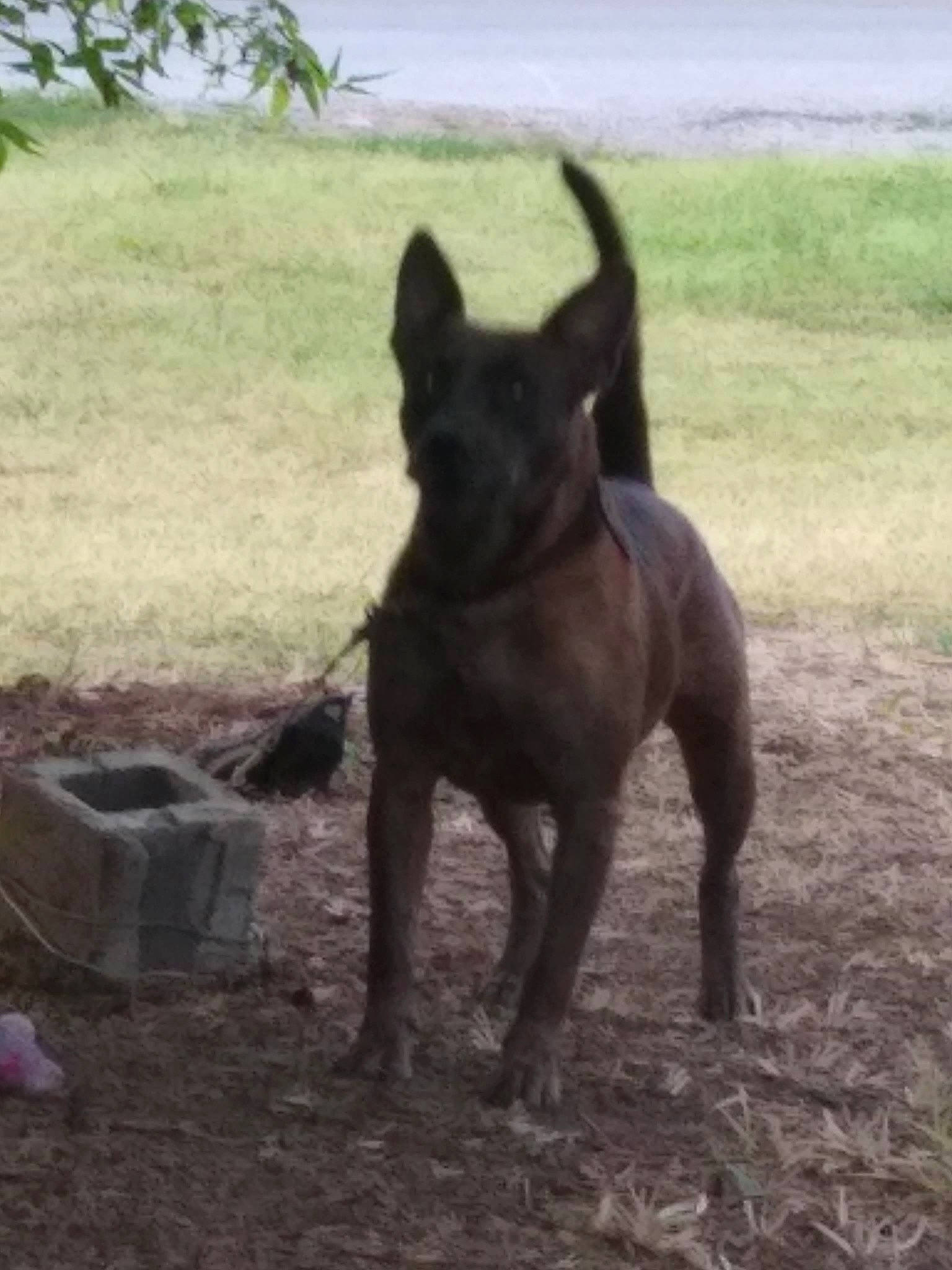 Bruce joined the competition — help win amazing prizes! ancient_dog_breeds, companion_dog, dog, dog_breed, grass, guard_dog, hunting_dog, liver, lycaon_pictus, non_sporting_group, plant, soil, tail, terrestrial_animal, working_animal, working_dog