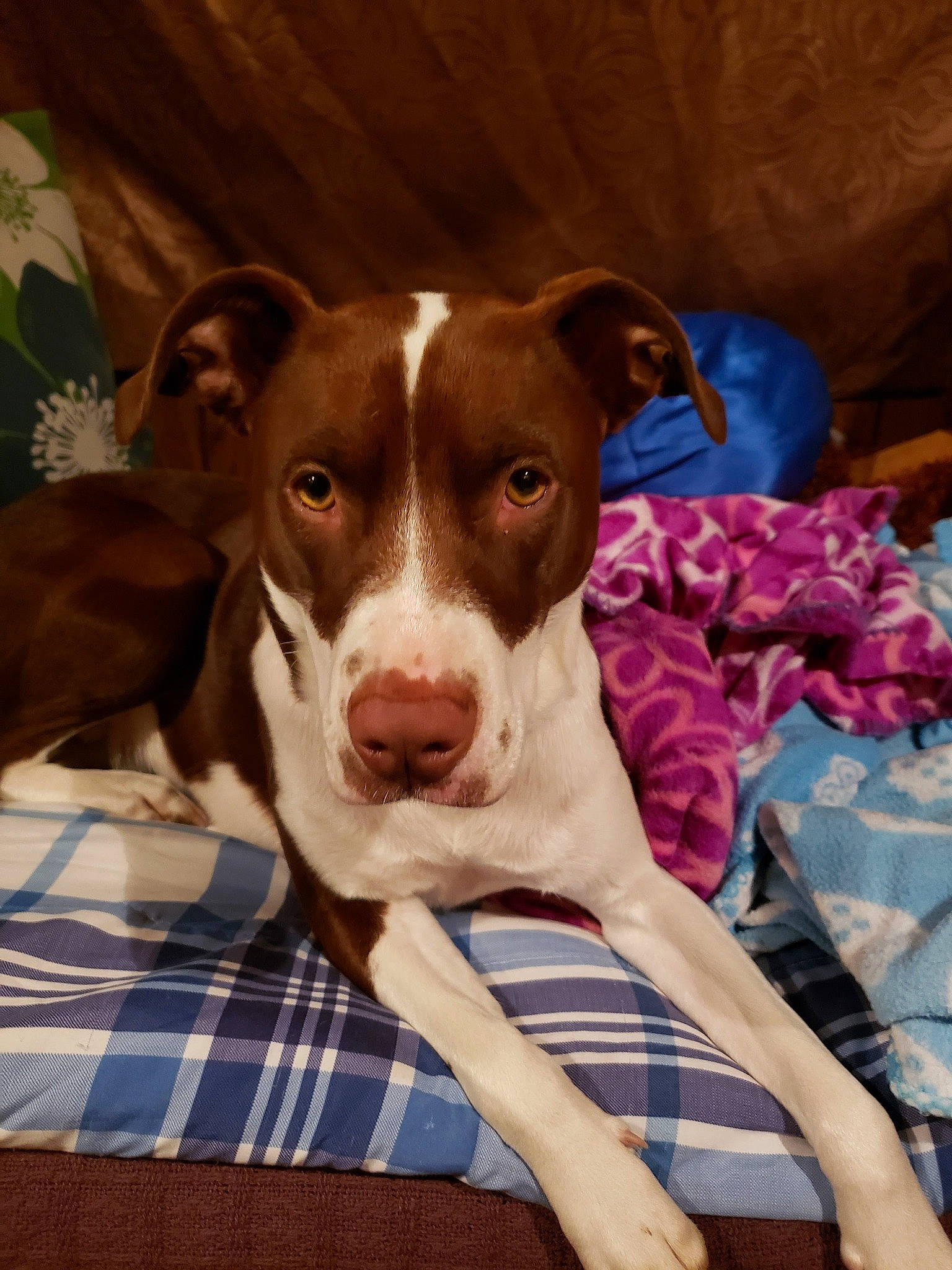 Little Lulu joined the competition — help win amazing prizes! canidae, carnivore, collar, comfort, companion_dog, dog, dog_breed, fawn, hunting_dog, irishjacks, liver, non_sporting_group, pattern, pet_supply, plaid, puppy, sporting_group, tartan, whiskers, working_animal