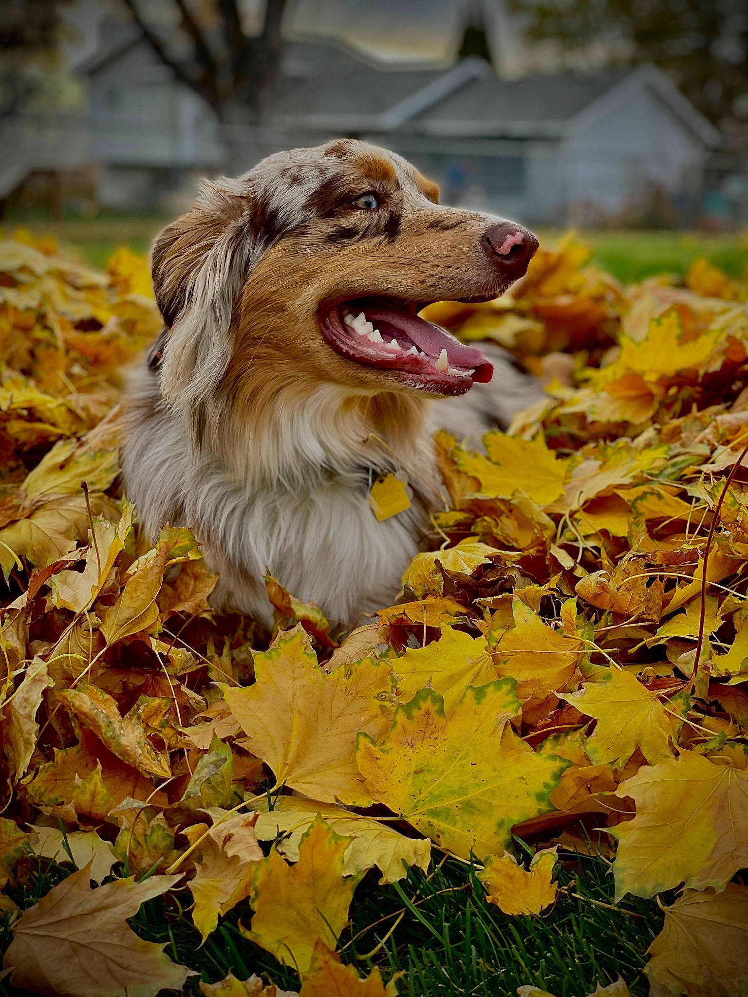 Sully is registered to the contest to win money with this photo: autumn, canidae, carnivore, companion_dog, deciduous, dog, dog_breed, flowering_plant, grass, leaf, maple, natural_landscape, people_in_nature, plant, sporting_group, tree, wood, working_dog