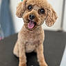 dog, puppy, curly_coat, brown_fur, tongue_out, happy, pet, animal, cute, sitting, indoor, blurred_background, closeup, friendly, companion, small_dog, canine, groomed, adorable, playful
