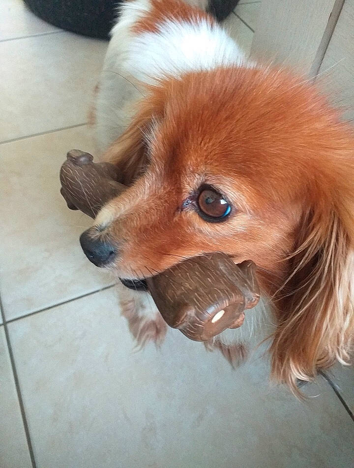 Guiness a rejoint le concours — aidez-le/la à gagner de superbes lots ! canidae, carnivore, companion_dog, dog, dog_breed, dog_supply, fawn, flooring, fur, hardwood, liver, snout, sporting_group, tile_flooring, toy_dog, volpino_italiano, whiskers, wood, working_animal, working_dog