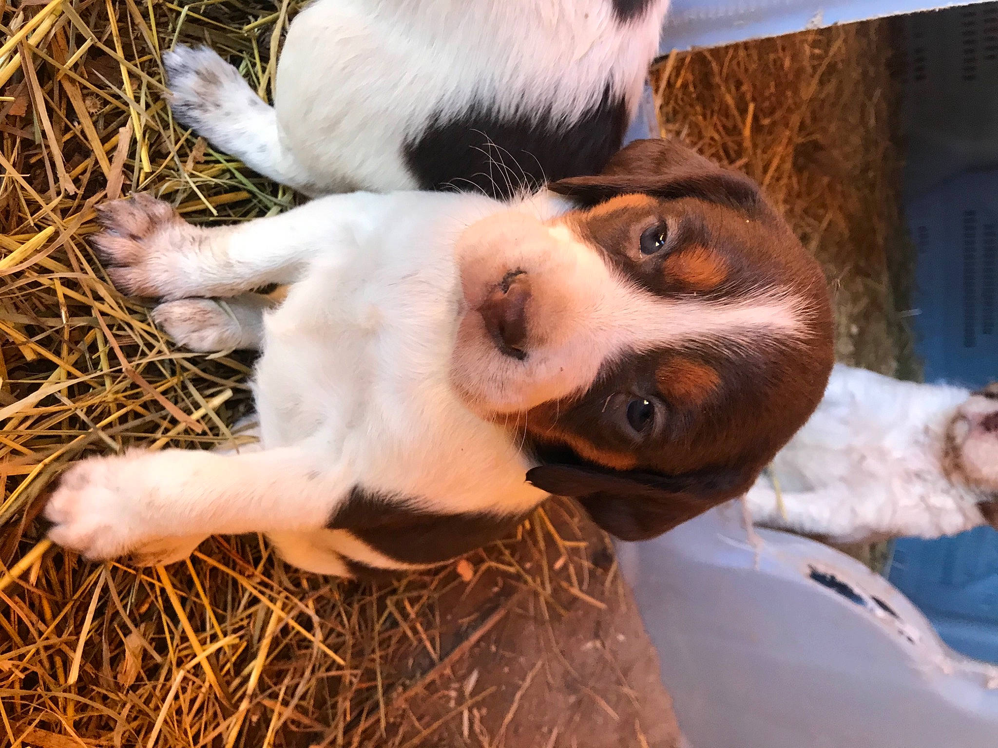 Sandy participe au concours pour gagner de l'argent avec cette photo : canidae, carnivore, companion_dog, dog, dog_breed, eyelash, fur, grass, happy, hay, mammal, selfie, soil, sporting_group, straw, terrestrial_animal, vertebrate, whiskers, working_animal