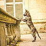 Méhya a rejoint le concours — aidez-le/la à gagner de superbes lots ! dog, animal, standing, hind_legs, balcony, stone, architecture, building, window, shutters, outdoor, urban, historic, courtyard, pavement, profile, alert, curious, sunlight, photography