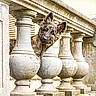 puppy, dog, animal, canine, fluffy, long_hair, pointed_ears, curious, peeking, face, portrait, outdoor, stone, balustrade, columns, architecture, historic_building, close_up, photography, adorable