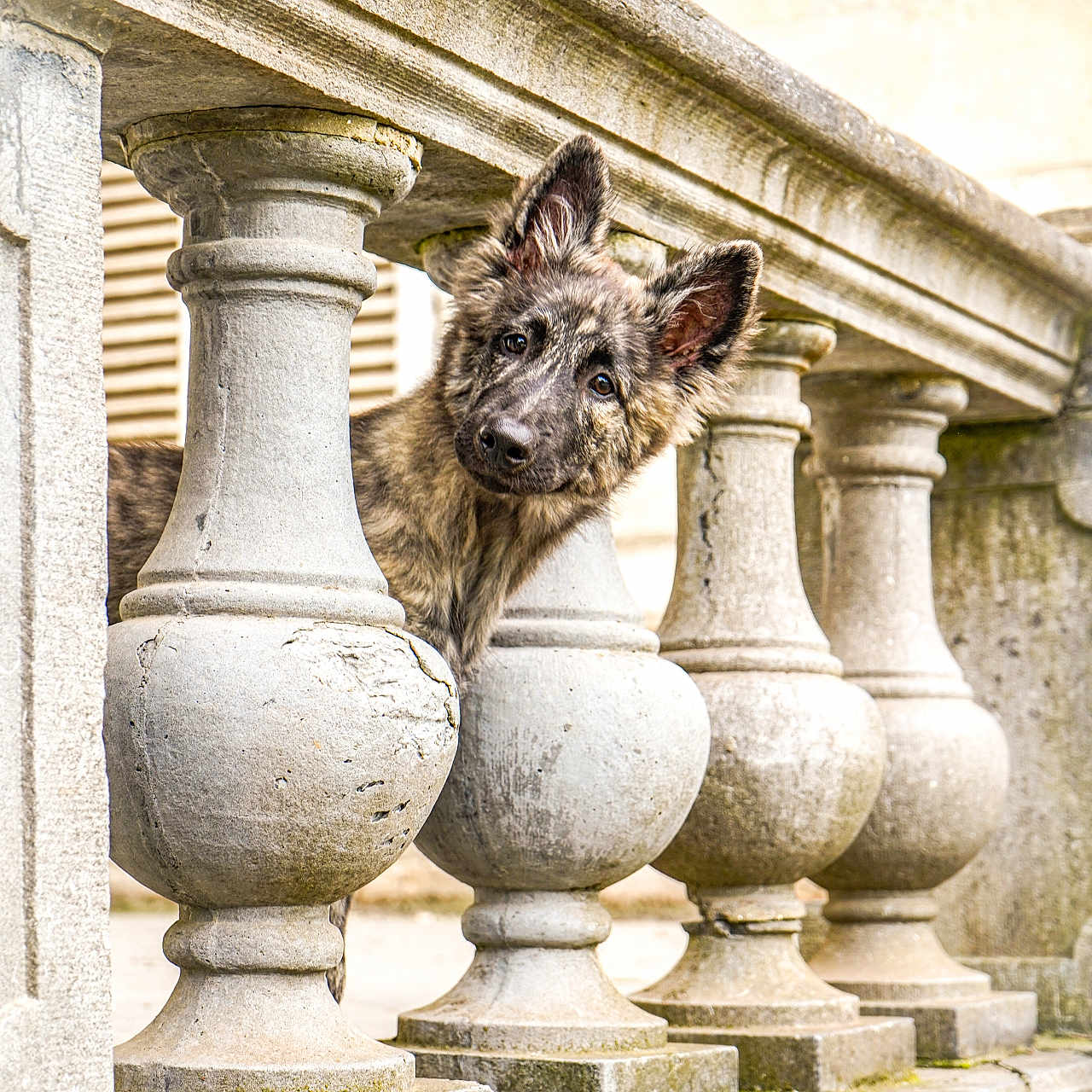 Méhya participe au concours pour gagner de l'argent avec cette photo : puppy, dog, animal, canine, fluffy, long_hair, pointed_ears, curious, peeking, face, portrait, outdoor, stone, balustrade, columns, architecture, historic_building, close_up, photography, adorable