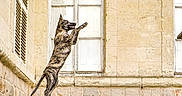 Méhya a rejoint le concours — aidez-le/la à gagner de superbes lots ! dog, jumping, midair, 動物, courtyard, stone_steps, historic_building, architecture, window, facade, outdoor, action, motion, leaping, portrait, profile, ears, tail, sunlight, urban_scene