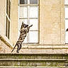 dog, jumping, midair, 動物, courtyard, stone_steps, historic_building, architecture, window, facade, outdoor, action, motion, leaping, portrait, profile, ears, tail, sunlight, urban_scene