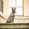 Méhya a rejoint le concours — aidez-le/la à gagner de superbes lots ! dog, shepherd_dog, canine, animal, sitting, outdoor, stone_steps, architecture, historic_building, window, stone_wall, ears, fur, portrait, guard_dog, alert, brown_fur, rustic, symmetrical_composition, daylight