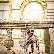 Méhya a rejoint le concours — aidez-le/la à gagner de superbes lots ! dog, puppy, german_shepherd, standing, outdoor, architecture, balcony, stone, balustrade, building, historic, ornate, window, facade, courtyard, tongue_out, pointed_ears, portrait, daylight, animal