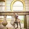 dog, puppy, german_shepherd, standing, outdoor, architecture, balcony, stone, balustrade, building, historic, ornate, window, facade, courtyard, tongue_out, pointed_ears, portrait, daylight, animal