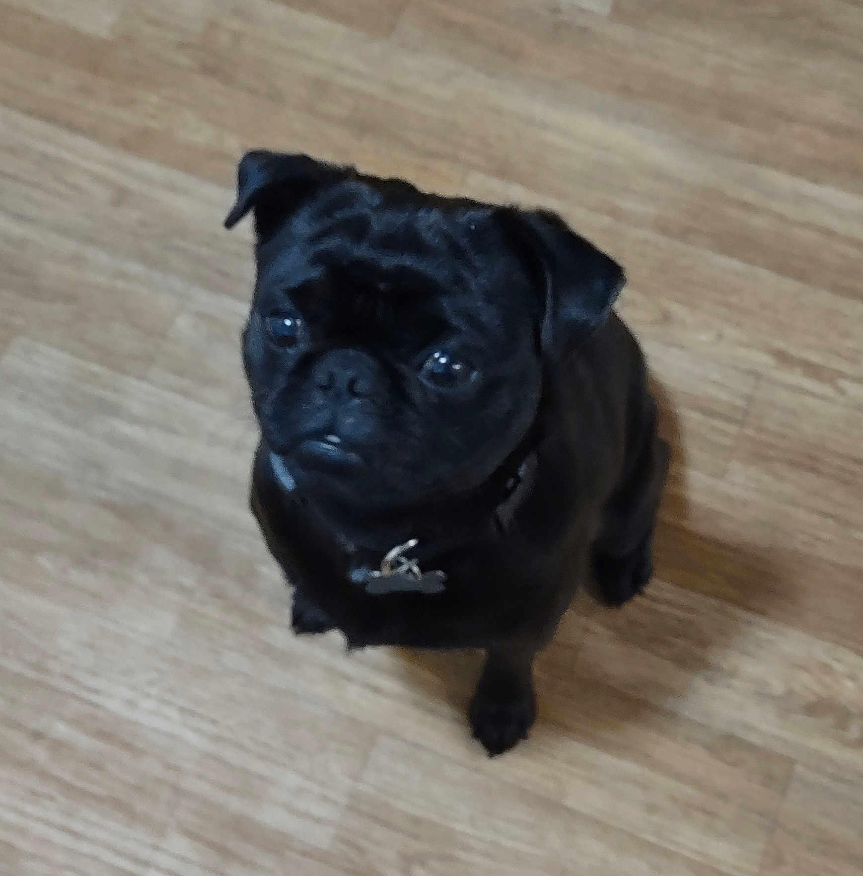 Charlie joined the competition — help win amazing prizes! dog, pug, black_dog, pet, indoor, wooden_floor, looking_up, sitting, animal, cute, companion, small_dog, face, ears, collar, fur, domestic_animal, friendly, canine, portrait
