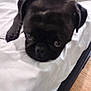 animal, bed, black_dog, blur, close_up, companion, cute, dog, domestic_animal, ears, face, floor, furniture, indoor, lying_down, pet, pug, resting, white_bedspread, wood_floor