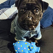 Charlie is registered to the contest to win money with this photo: dog, pug, pet, toy, blue_toy, polka_dots, denim_jacket, clothing, bed, blanket, quilt, black_dog, wide_eyes, collar, tag, indoor, furniture, cute, animal, portrait