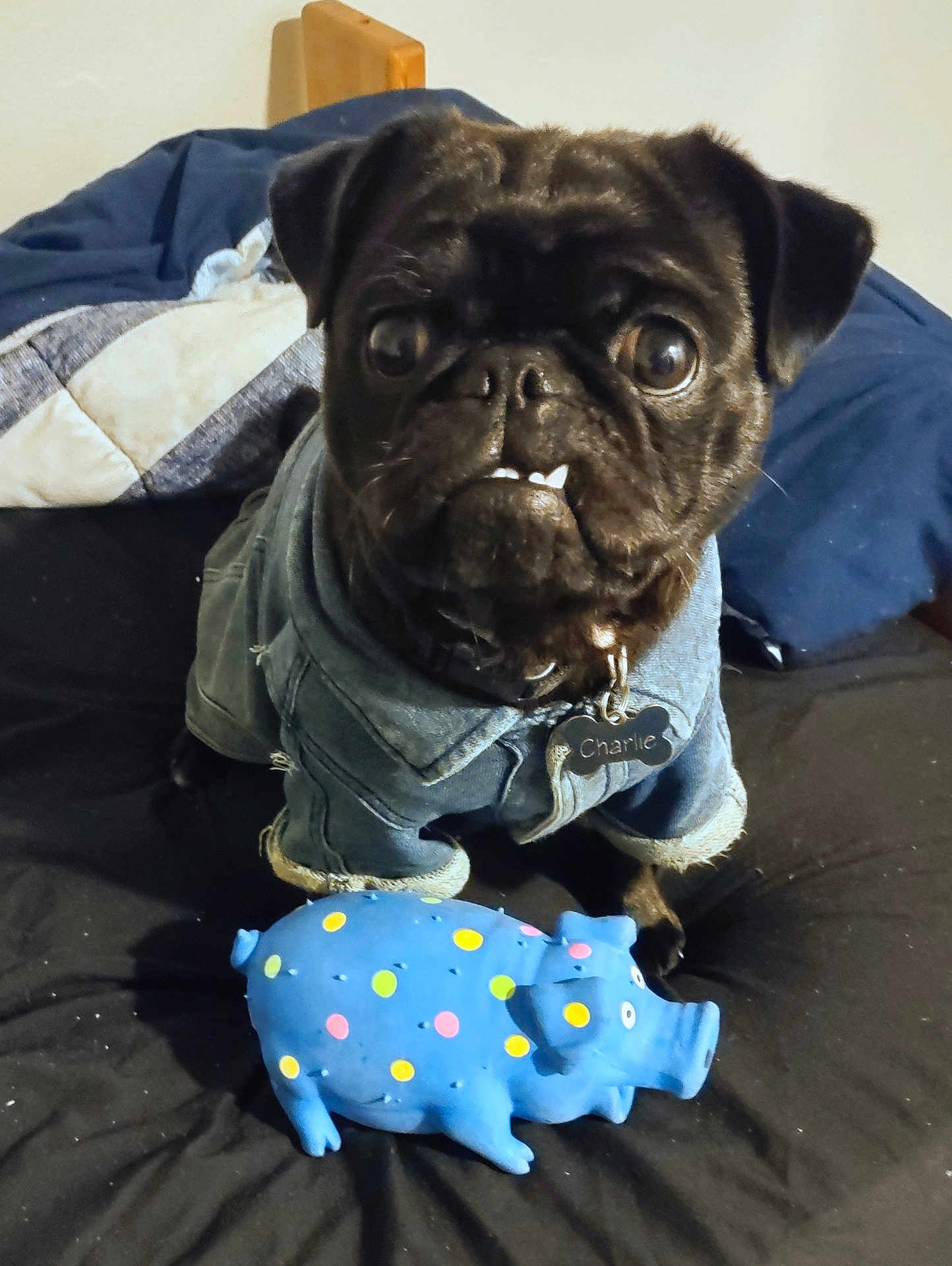 Charlie is registered to the contest to win money with this photo: dog, pug, pet, toy, blue_toy, polka_dots, denim_jacket, clothing, bed, blanket, quilt, black_dog, wide_eyes, collar, tag, indoor, furniture, cute, animal, portrait