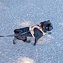 active, animal, black_dog, canine, closeup, curious, daylight, dog, harness, leash, looking_back, outdoor, pavement, pet, pug, side_view, small_dog, street, walking, young_dog