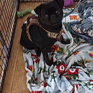 Charlie joined the competition — help win amazing prizes! dog, pug, pet, black_dog, harness, blanket, toy, playpen, wooden_floor, indoor, looking_up, cute, small_dog, animal, pet_toy, floor, furniture, resting, canine, domestic_animal