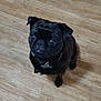 Charlie is registered to the contest to win money with this photo: dog, pug, black_dog, pet, indoor, wooden_floor, looking_up, sitting, animal, cute, companion, small_dog, face, ears, collar, fur, domestic_animal, friendly, canine, portrait