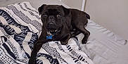 Charlie is registered to the contest to win money with this photo: animal, bed, black_dog, blanket, canine, collar, comfort, cute, dog, domestic, ears, fur, indoor, looking, paw, pet, pug, resting, snout, tag