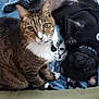cat, dog, tabby_cat, black_dog, pet, blanket, animal, indoor, resting, harness, cute, companion, feline, canine, lying_down, sitting, fur, collar, cozy, relaxed
