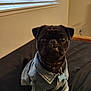 Charlie is registered to the contest to win money with this photo: animal, bed, black_dog, blinds, canine, collar, cute, denim_jacket, dog, domestic_animal, furniture, indoor, looking_up, pet, portrait, pug, sitting, small_dog, tag, window