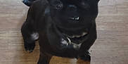 Charlie is registered to the contest to win money with this photo: dog, black_dog, pet, floor, wooden_floor, collar, indoor, animal, small_dog, sitting, looking_up, canine, mammal, fur, paw, tail, ears, teeth, domestic_animal, companion
