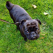 Charlie joined the competition — help win amazing prizes! adorable, animal, black_dog, canine, cute, dog, ears, face, fur, grass, leash, looking_up, nature, outdoor, pet, pug, small_dog, snout, tail, walking