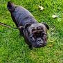 adorable, animal, black_dog, canine, cute, dog, ears, face, fur, grass, leash, looking_up, nature, outdoor, pet, pug, small_dog, snout, tail, walking