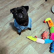 Charlie is registered to the contest to win money with this photo: adorable, animal, black_dog, colorful_toy, companion, cute, denim_jacket, dog, domestic_animal, flooring, indoor, looking_up, pet, pet_clothing, playful, plush_toy, pug, small_dog, toy, wooden_floor