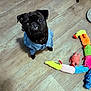 adorable, animal, black_dog, colorful_toy, companion, cute, denim_jacket, dog, domestic_animal, flooring, indoor, looking_up, pet, pet_clothing, playful, plush_toy, pug, small_dog, toy, wooden_floor