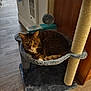 Virgil is registered to the contest to win money with this photo: cat, tabby, pet, cat_hammock, scratching_post, indoor, wood_floor, curious, fur, relaxed, animal, domestic_cat, cozy, feline, toy_ball, gray, brown, white, resting, household